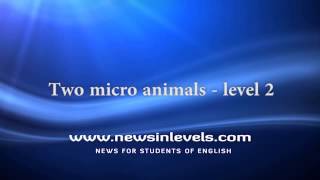 Two micro animals - level 2