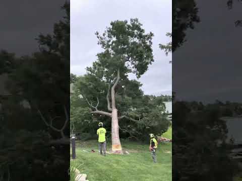 Dangerous logger cuts trees next to house #arborist #chainsaw #logging #tree #stihl #firewood