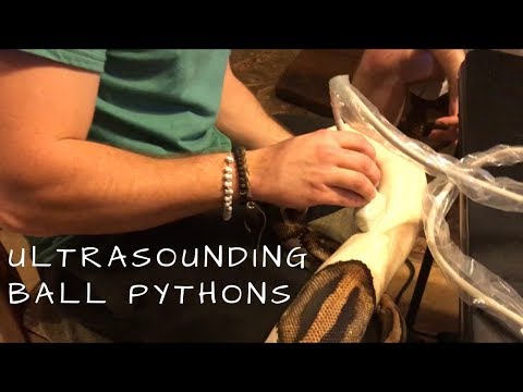 FIRST TIME ULTRASOUNDING FEMALE BALL PYTHONS!!