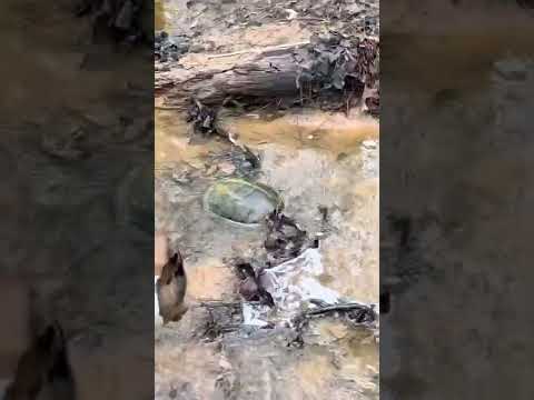 Turtle came to unwind with us #turtle #cute #dog #shorts #nature #relaxing