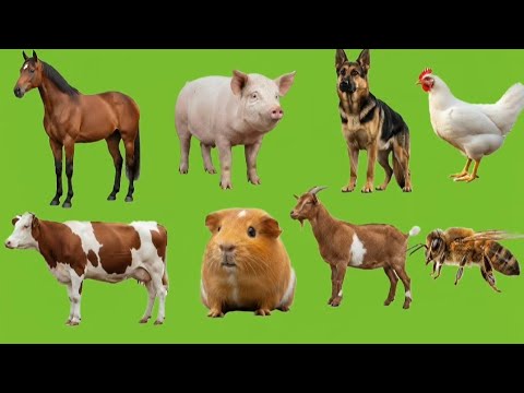 Learn Farm Animal Names and Sounds in English | Fun Animal Learning Video for Kids