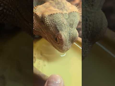 Make sure you hydrate your scaly babies. #lizard #petreptiles #lizardlove #reptiles