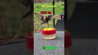 Funfact-16 | shinytiny #kidslearning #facts  #curiosityforkids #funfacts #animals