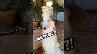 Cleansing you with wholesome poptart balancing #doglife #borzoi #balance #food #poptarts #dogs