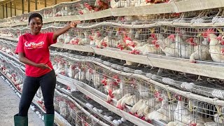 GH¢1,000 to GH¢1 Million: How Layers Poultry Farming Can Make You Rich in Ghana 🇬🇭