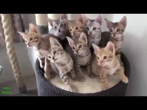 Kucing paling imut, moe and cute sejagaaat