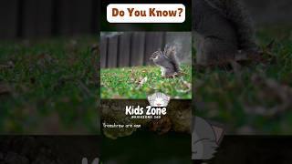 Treeshrew |Animal Fact #shorts #trending #storiesforkidsinenglish #kids #facts