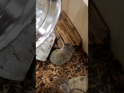 Hedgehog Moments part 30 #trending #hedgehog #cute #shorts #subscribe #foryou