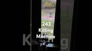 Best deer rifle for youngun’s .243 #shorts, #deer , #hunting , #adventure , #youth , #buck ,