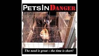 ”Voices Carry For Animals Podcast” #491 - PetsinDanger