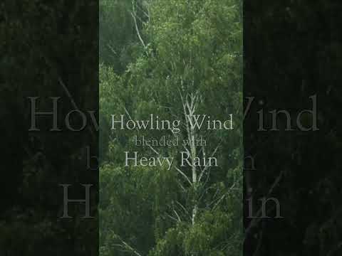 Rainstorm Serenade: Let the Howling Wind Wash Away Your Worries