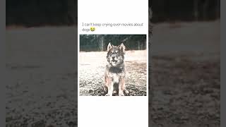 #TrainingTips #K9Training #BestShorts  #ShortsEdition #DogTraining #ShortsReels #shortvideo #