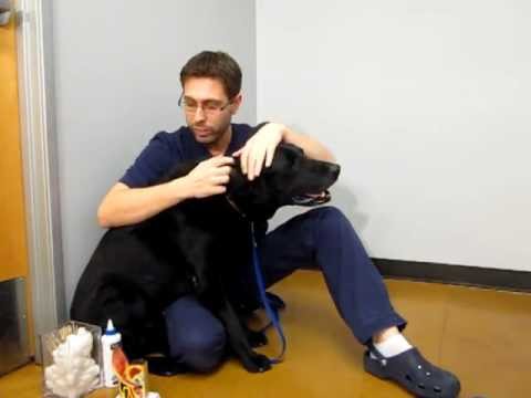 How to clean your dog's ears