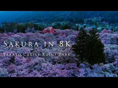 Sakura in 8K- Takato Castle Ruins Park/天下第一の桜 〜高遠城址公園〜