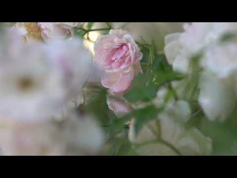 Sony A6500 w/ Rokinon 85mm B-Roll Footage