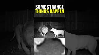 A Tiny Dog Faces A BIG Lion!