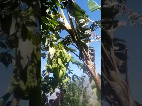 पहाड़ी केले का पेड़ । Banana plant in Himachal