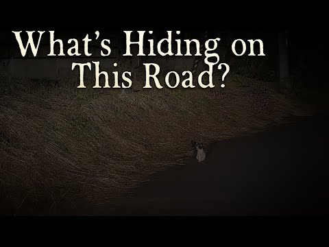 Night Drive Through Japanese Countryside – Wild Boar & Cat Appear!