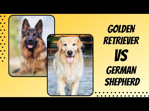 Which Is A Better Pet- Golden Retriever vs German Shepherd