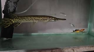 Fish is fish eating #engineeringwork #reels #fishing #trendingshorts #viralshorts #shorts