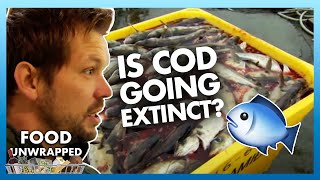 The extinction of cod fish! 🐟