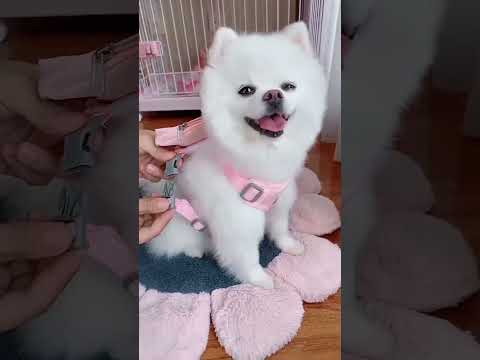 #AnimalShorts#CuteCritters#WildlifeWonders#FurryFriends#AdorableAnimals#NatureNuggets#