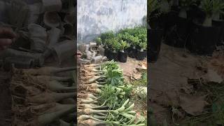 Desert Rose winter care #shorts #savethenature #prettyplants