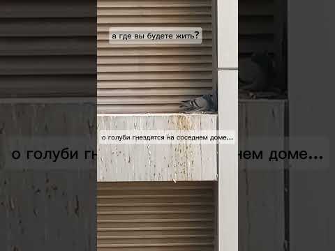 #голуби #птицы #юмор #топ #прикол #birds #попугай