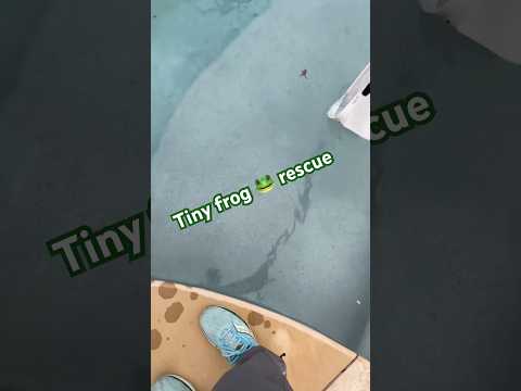 One little frog 🐸, one big save! #poolcleaning #poolmaintenance #poolguy