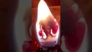 🌹🔱#jagdemba #vashnorani #trending #ytshorts #videoreel