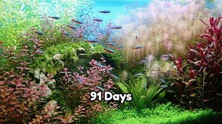 AQUASCAPE TUTORIAL - SIMPLE PLANTED AQUARIUM SETUP