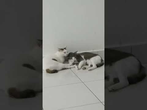 kittenhood bestie loving each other company 💜 #animallivesmatter #felinefriends #animal #cat #kitten