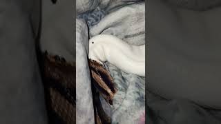 🐍🤍#snake #viralvideo #foryou #reptiles #animals #fypシ#piedballpython #ballpython