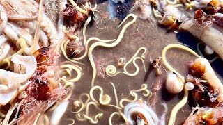 FULL of WORMS??? Fall Swordfishing aboard the "Broad Minded". Catch and Clean