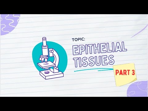 HISTOLOGY 101: EPITHELIAL TISSUES (PART 3)