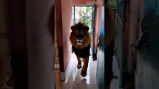 Today I fed the lion a bellyful of meat   watch till the end to see what happened 😍, #aicomedy, air