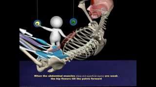 The Proper Technique for a Sit-Up: 3D Animation of Muscles in Motion