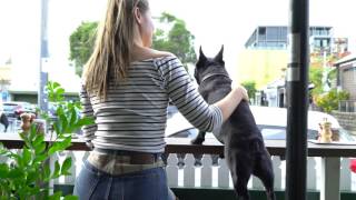Dudley's Favourite Dog Friendly Cafes