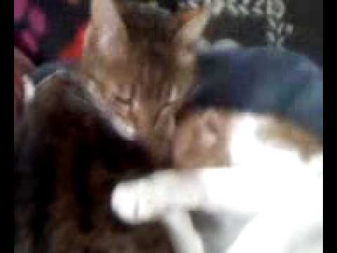 Kittylix2