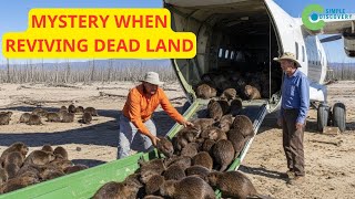 They Put Beavers On Dead Land With No Trees — What Happened Next Is Unreal | Documentary