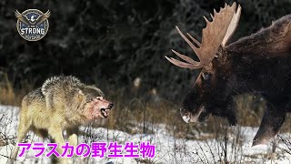 ワイルドアラスカ | 極北の野生動物の秘密 - 動物ドキュメンタリー #野生生物 #動物ドキュメンタリー  #自然ドキュメンタリー #強者