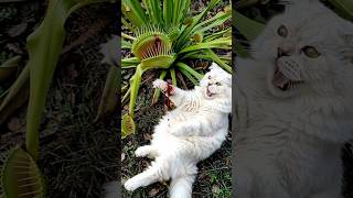 #funny #aiandcats #kitten #aicats #animalintelligence #cute #cat #art #cake #kittens #gato #kitty