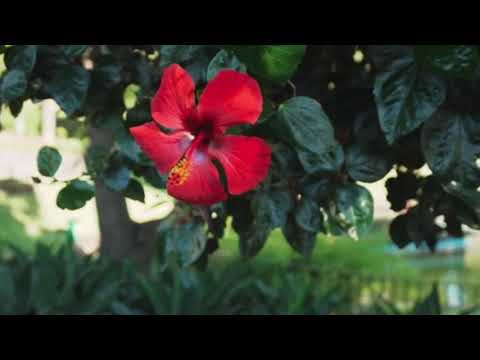 Relax with the Red Hibiscus Flower Visual Background | Music of Birds Singing and Chirping