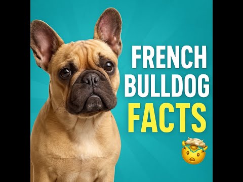 French Bulldog: Everything You Need to Know