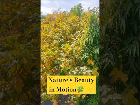 Nature's Beauty in motion🍀✨|#nature #relaxing #scenicviews #aesthetic #peaceful #shorts #vibes