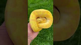 INSANE COLOR on my Pastel Super Enchi Super Asphalt Lavender Ball Python😍