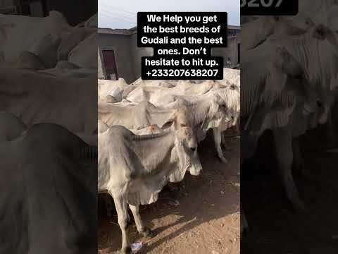 We help you get the best of cattle breeds you want.