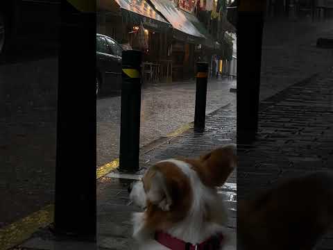 When the Rain Speaks to the Soul…🐶☔ #rain