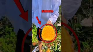 Pineapple Facts You Didn't Know #shorts #health #fruit #food