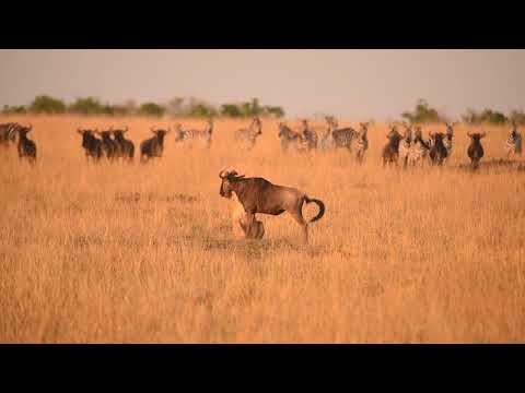 Lioness Hunting - Maasai Mara National Reserve, Kenya